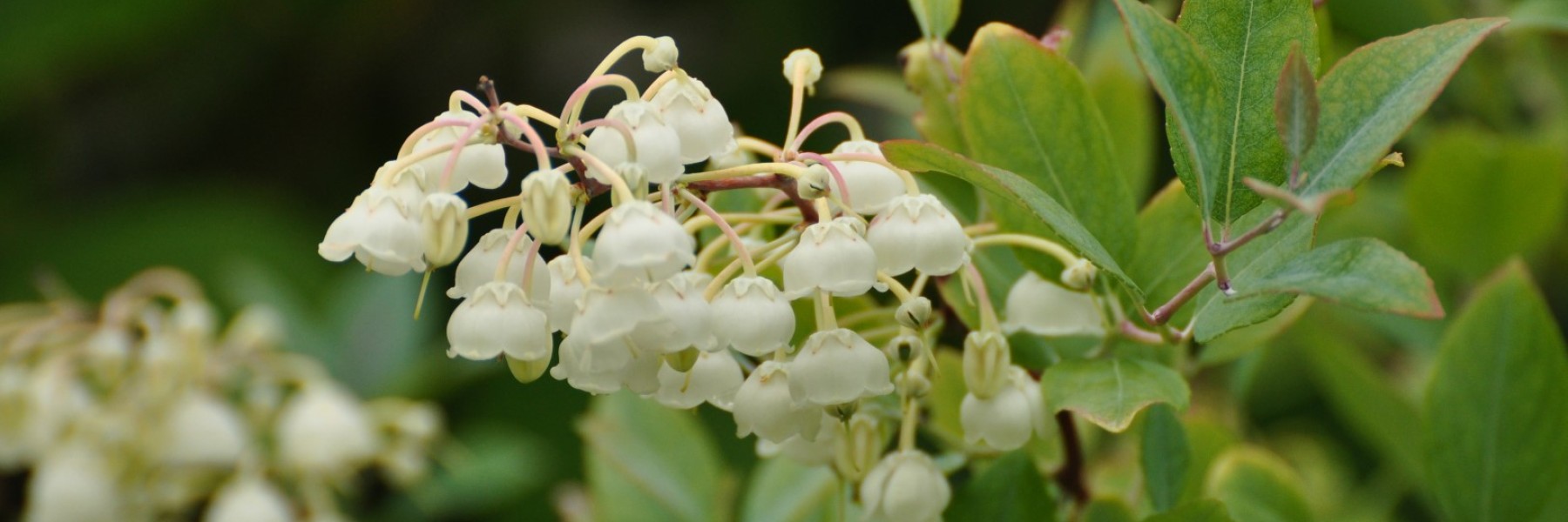 Zenobia pulverulenta ‘Blue Sky’
