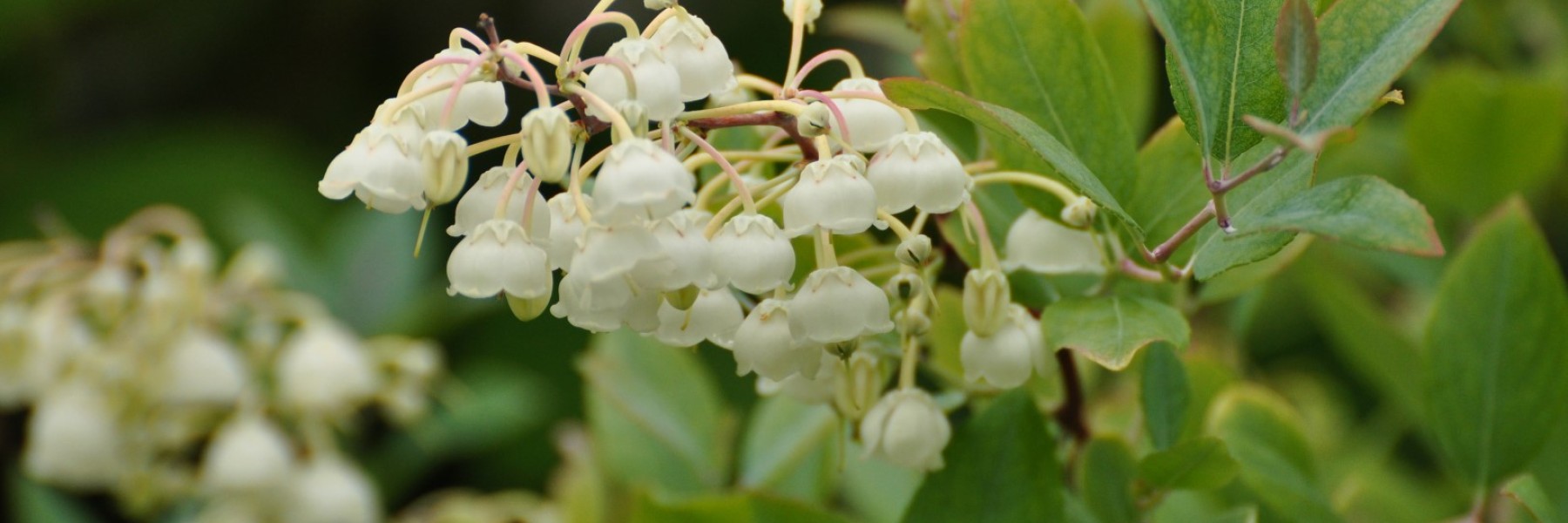 Zenobia pulverulenta