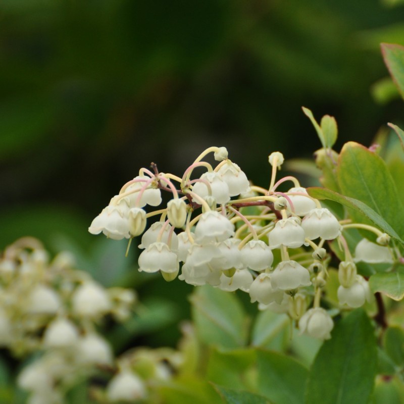Zenobia pulverulenta ‘Blue Sky’