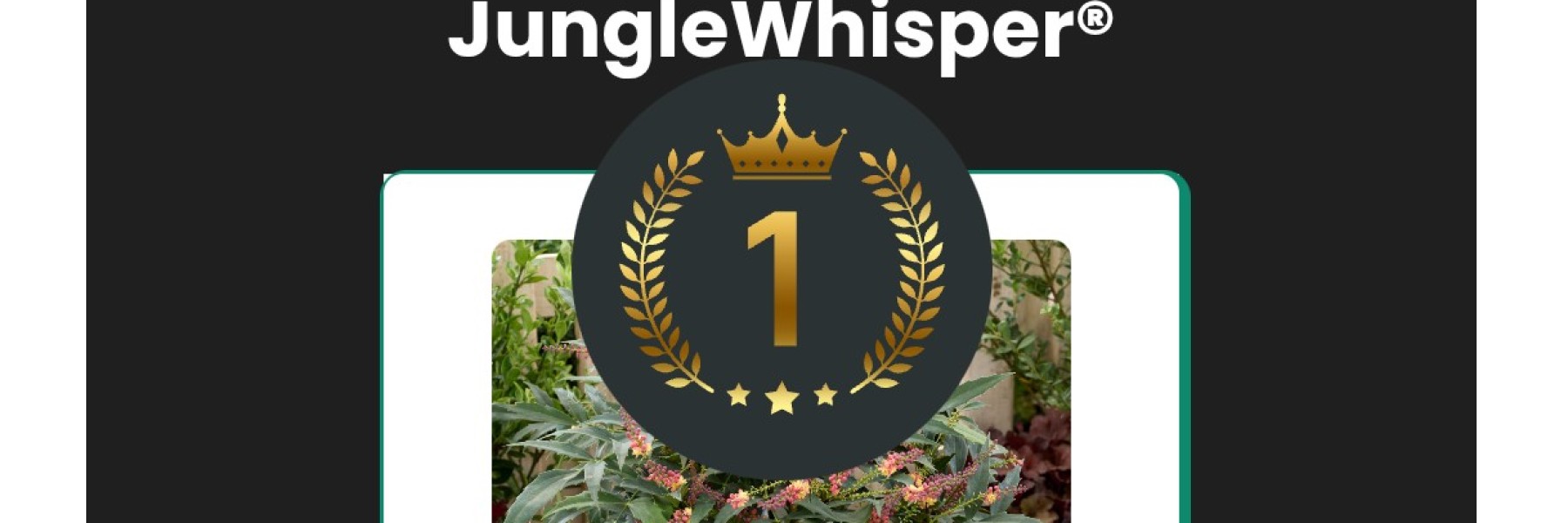 Mahonia 'BBM9' JUNGLEWHISPER