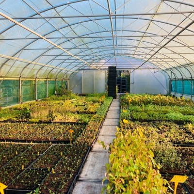 PLANTGOED