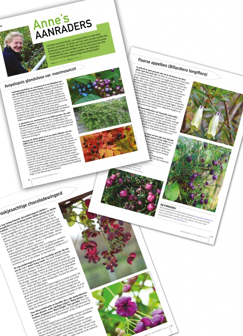Groei en Bloei september 2017- klimplanten
