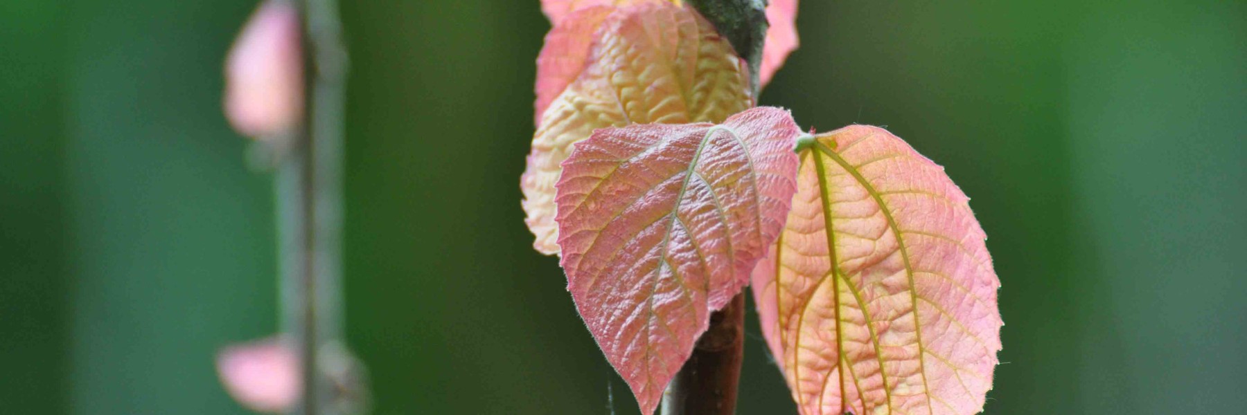 Gartengestaltung